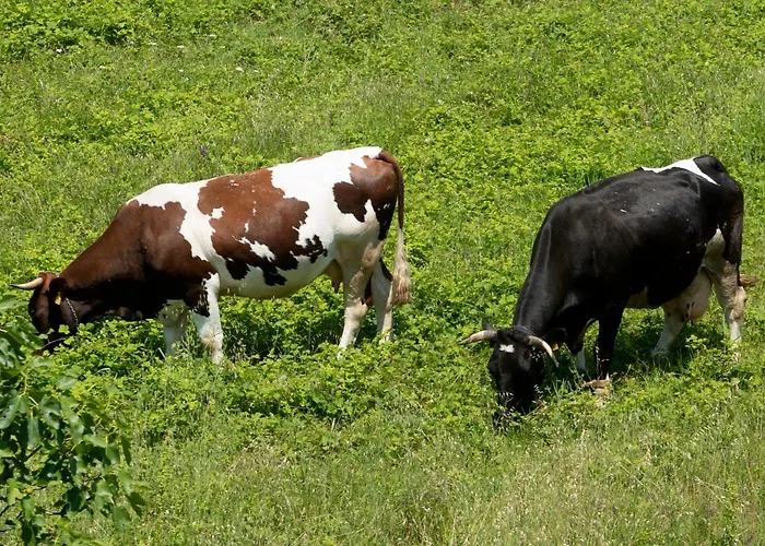 App Fiorela 아파트