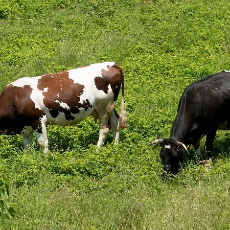 App Fiorela Apartment